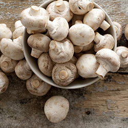 oyster_mushroom