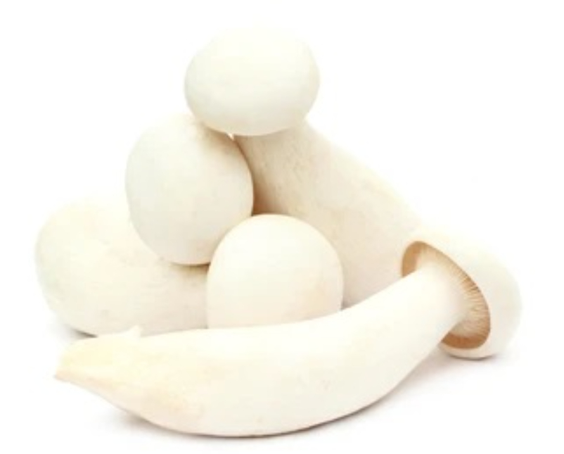 oyster_mushroom
