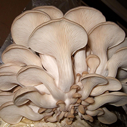 oyster_mushroom